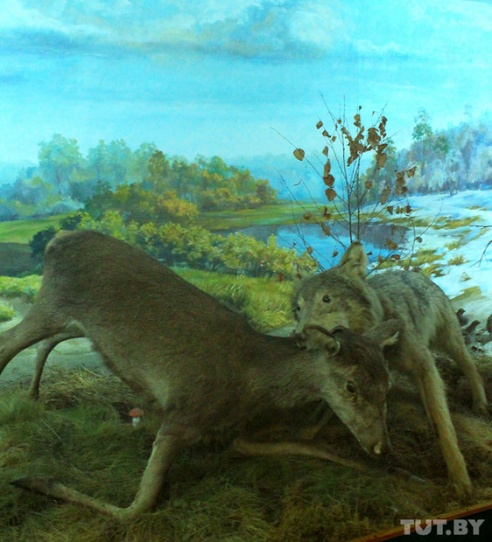 Легенды Белорусского Полесья. Фоторепортаж из Калинковичского краеведческого музея