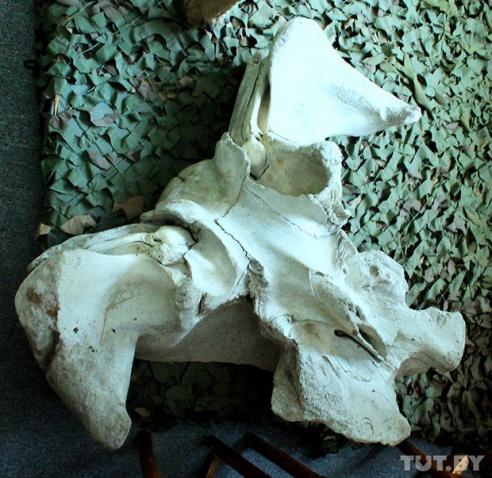 Легенды Белорусского Полесья. Фоторепортаж из Калинковичского краеведческого музея