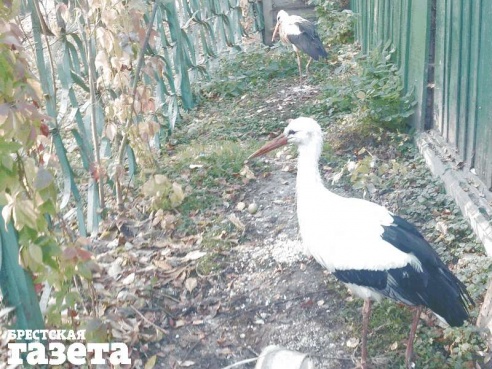 Аиста, не улетевшего в теплые края, приютил на зиму брестский городской парк