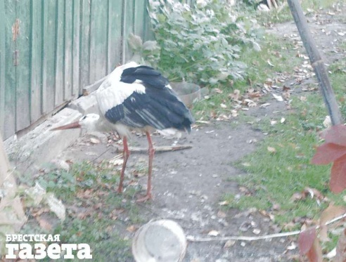 Аиста, не улетевшего в теплые края, приютил на зиму брестский городской парк
