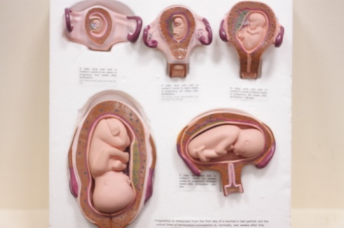 Премудростям счастливой семейной жизни могилевчан обучат на семинаре