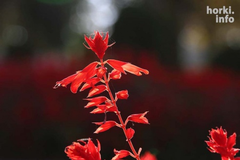 Бабье лето в Горках