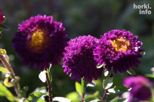 Бабье лето в Горках