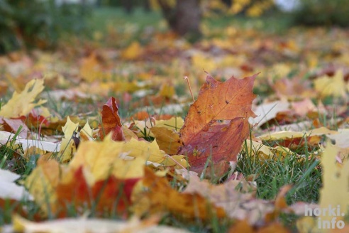Бабье лето в Горках