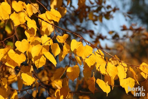 Бабье лето в Горках