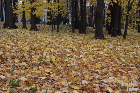 Бабье лето в Горках