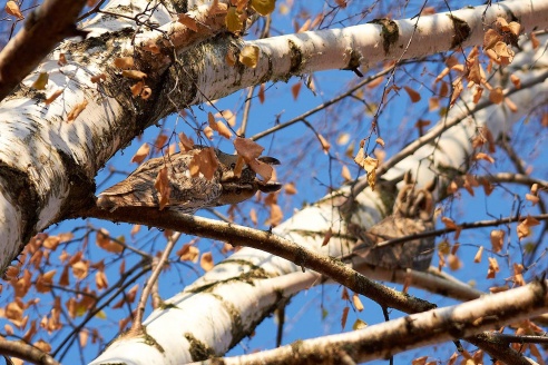 Где в Горках поселились совы?