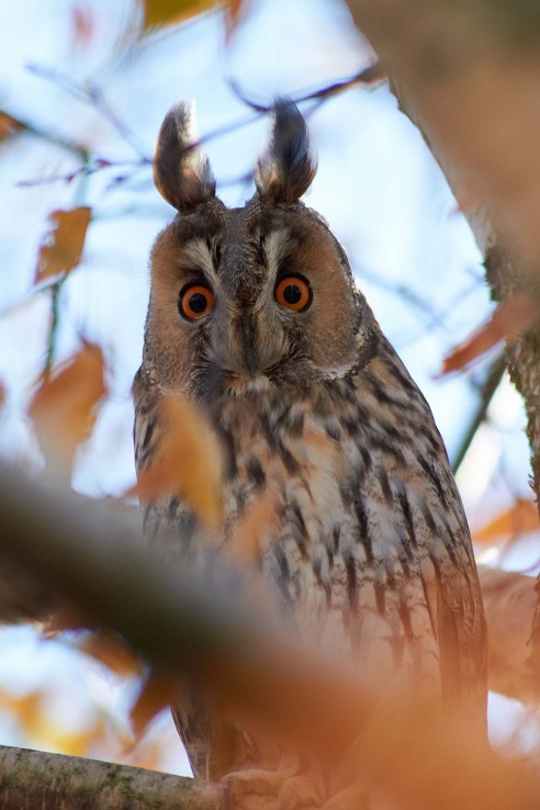 Где в Горках поселились совы?
