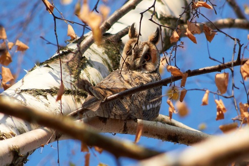 Где в Горках поселились совы?
