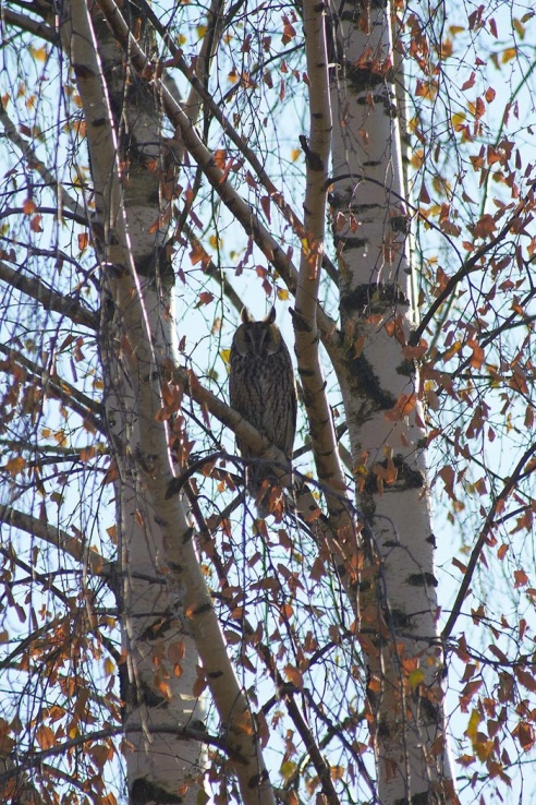 Где в Горках поселились совы?