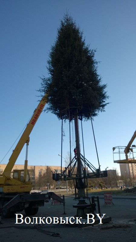 В Волковыске установили новогодние елки