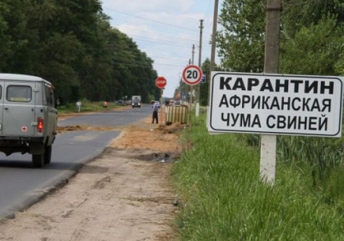 Правительство Беларуси более чем в два раза сократило карантинную зону вокруг свинокомплексов