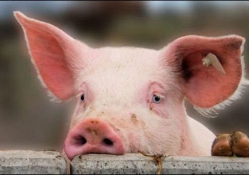 Мясникович недоволен восстановлением поголовья свиней в Беларуси