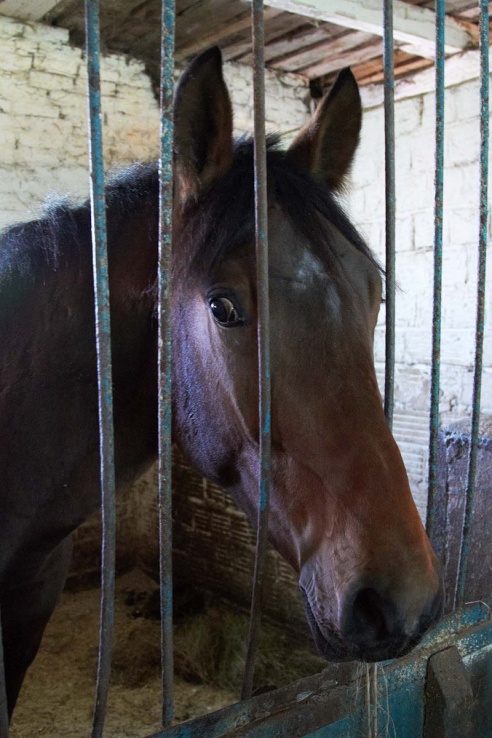 Чем живет Детская конно-спортивная школа в Горках?