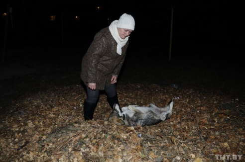 В Речице спасли собаку, которая две недели бегала по городу с открытым переломом лапы