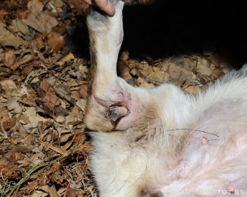 В Речице спасли собаку, которая две недели бегала по городу с открытым переломом лапы