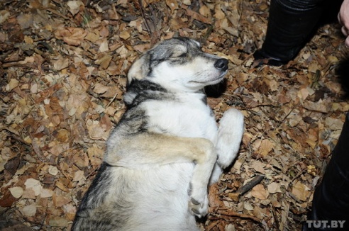 В Речице спасли собаку, которая две недели бегала по городу с открытым переломом лапы
