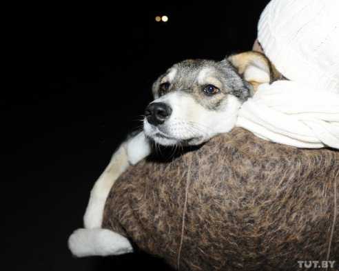 В Речице спасли собаку, которая две недели бегала по городу с открытым переломом лапы
