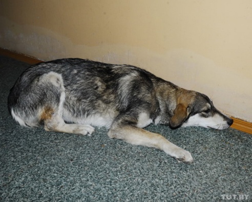 В Речице спасли собаку, которая две недели бегала по городу с открытым переломом лапы