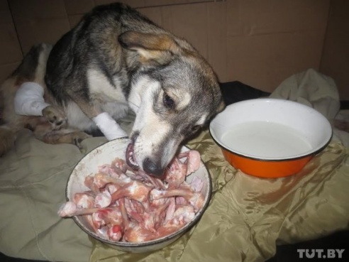 В Речице спасли собаку, которая две недели бегала по городу с открытым переломом лапы