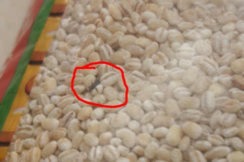 Фотофакт: житель Рогачева купил в магазине перловку с живыми муравьями