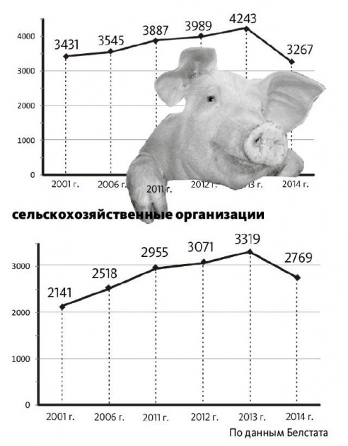 Восстановить поголовье свиней в Беларуси не удается