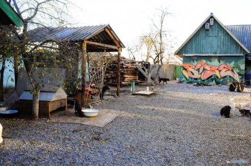 «В месяц они „съедают“ 15 миллионов»: история самого большого в Беларуси приюта для бездомных животных