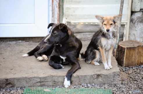 «В месяц они „съедают“ 15 миллионов»: история самого большого в Беларуси приюта для бездомных животных