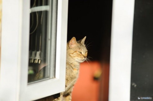 «В месяц они „съедают“ 15 миллионов»: история самого большого в Беларуси приюта для бездомных животных