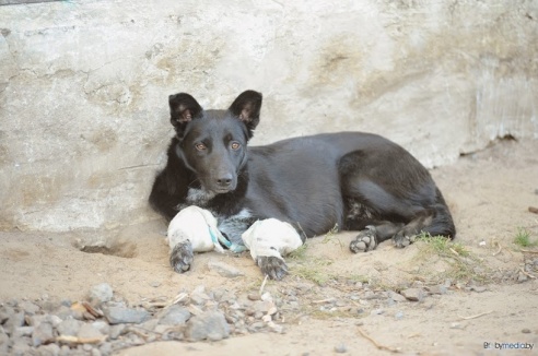«В месяц они „съедают“ 15 миллионов»: история самого большого в Беларуси приюта для бездомных животных