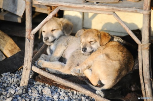 «В месяц они „съедают“ 15 миллионов»: история самого большого в Беларуси приюта для бездомных животных