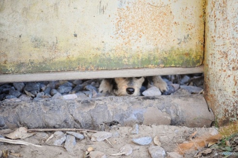 «В месяц они „съедают“ 15 миллионов»: история самого большого в Беларуси приюта для бездомных животных