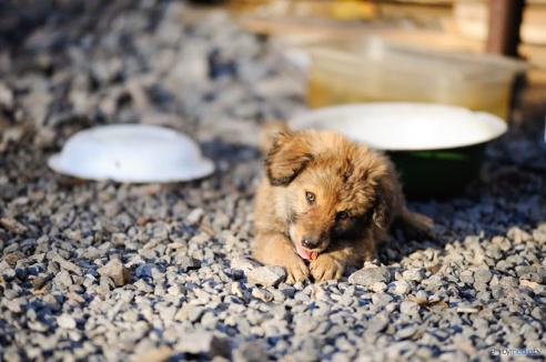«В месяц они „съедают“ 15 миллионов»: история самого большого в Беларуси приюта для бездомных животных