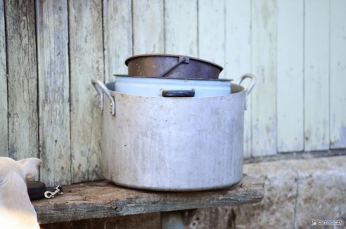 «В месяц они „съедают“ 15 миллионов»: история самого большого в Беларуси приюта для бездомных животных