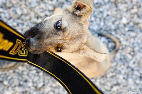 «В месяц они „съедают“ 15 миллионов»: история самого большого в Беларуси приюта для бездомных животных