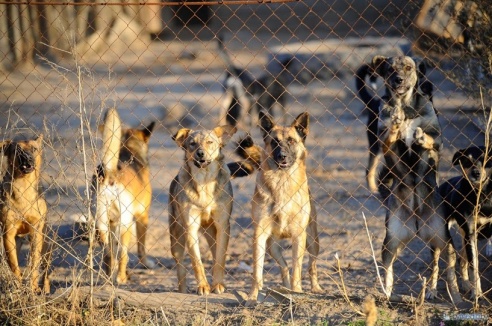 «В месяц они „съедают“ 15 миллионов»: история самого большого в Беларуси приюта для бездомных животных