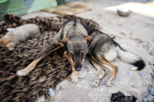 «В месяц они „съедают“ 15 миллионов»: история самого большого в Беларуси приюта для бездомных животных