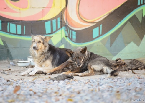 «В месяц они „съедают“ 15 миллионов»: история самого большого в Беларуси приюта для бездомных животных