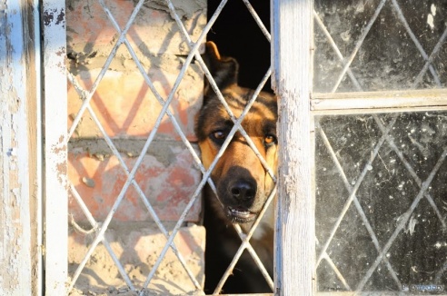 «В месяц они „съедают“ 15 миллионов»: история самого большого в Беларуси приюта для бездомных животных