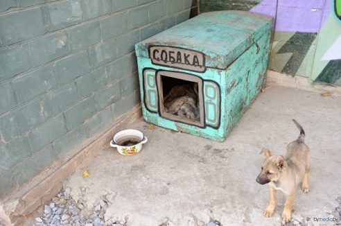 «В месяц они „съедают“ 15 миллионов»: история самого большого в Беларуси приюта для бездомных животных
