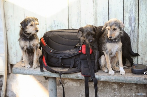 «В месяц они „съедают“ 15 миллионов»: история самого большого в Беларуси приюта для бездомных животных