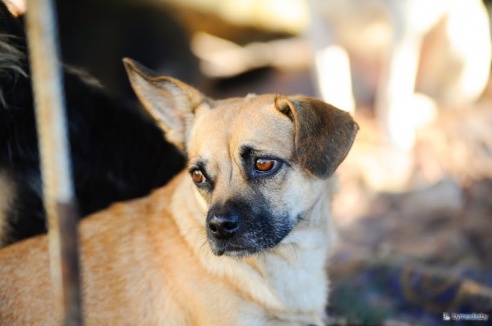 «В месяц они „съедают“ 15 миллионов»: история самого большого в Беларуси приюта для бездомных животных