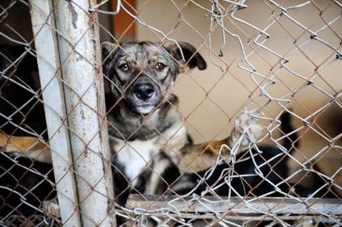 «В месяц они „съедают“ 15 миллионов»: история самого большого в Беларуси приюта для бездомных животных