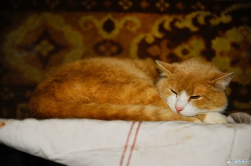 «В месяц они „съедают“ 15 миллионов»: история самого большого в Беларуси приюта для бездомных животных