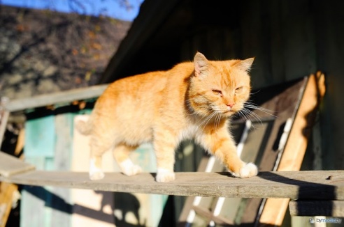 «В месяц они „съедают“ 15 миллионов»: история самого большого в Беларуси приюта для бездомных животных
