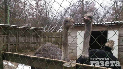 Как аист Вася и другие обитатели живого уголка в брестском городском парке зиму встретили