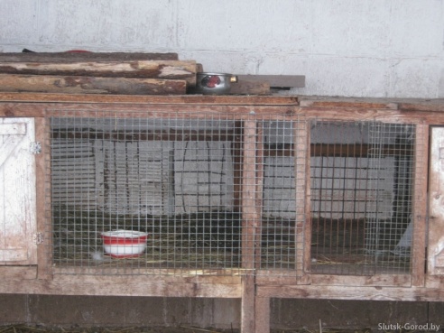 Следы «чупакабры» теперь под Слуцком