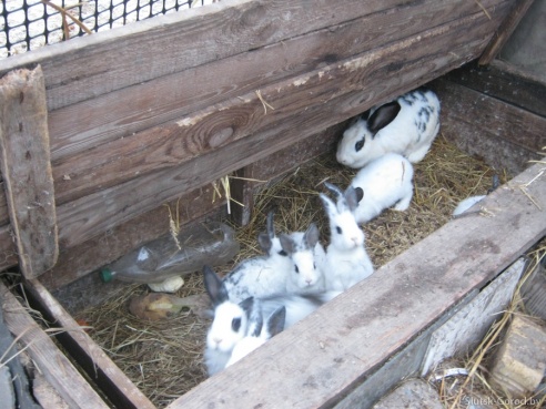 Следы «чупакабры» теперь под Слуцком