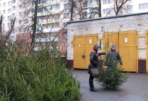 Елочные базары открылись в Барановичах