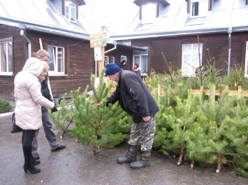 Елочные базары открылись в Барановичах